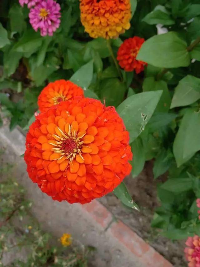花花世界|好種又好看的百日草，如果你有院子一定不要錯過它
