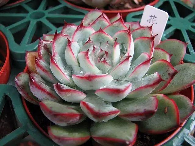 花花世界|40種多肉植物的秋季養(yǎng)護經(jīng)驗！！入秋之后的你必備哦。