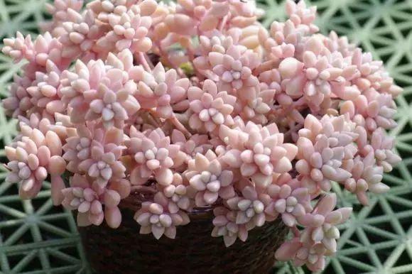 花花世界|40種多肉植物的秋季養(yǎng)護經(jīng)驗??！入秋之后的你必備哦。