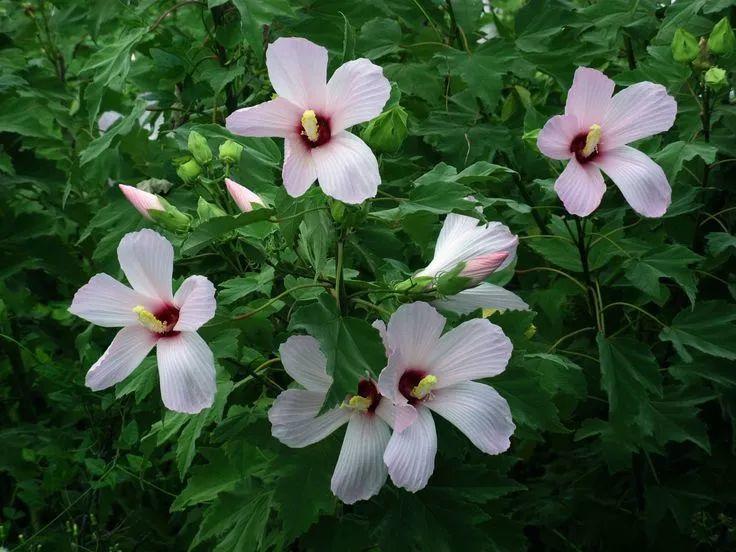 花花世界|如何用植物裝點(diǎn)你的花園露臺(tái)，你的家？