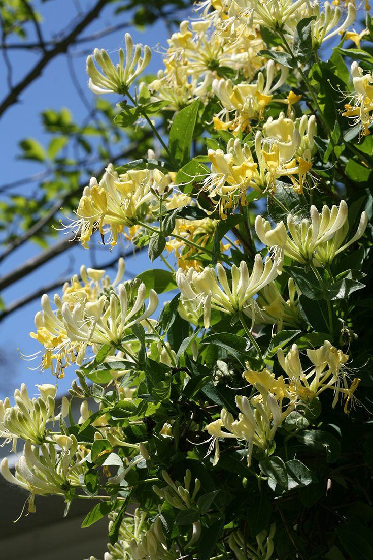 花花世界|如何用植物裝點(diǎn)你的花園露臺(tái)，你的家？