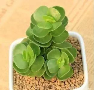 花花世界|40種多肉植物的秋季養(yǎng)護經(jīng)驗??！入秋之后的你必備哦。