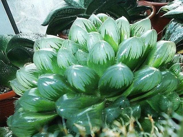 花花世界|40種多肉植物的秋季養(yǎng)護經(jīng)驗！！入秋之后的你必備哦。