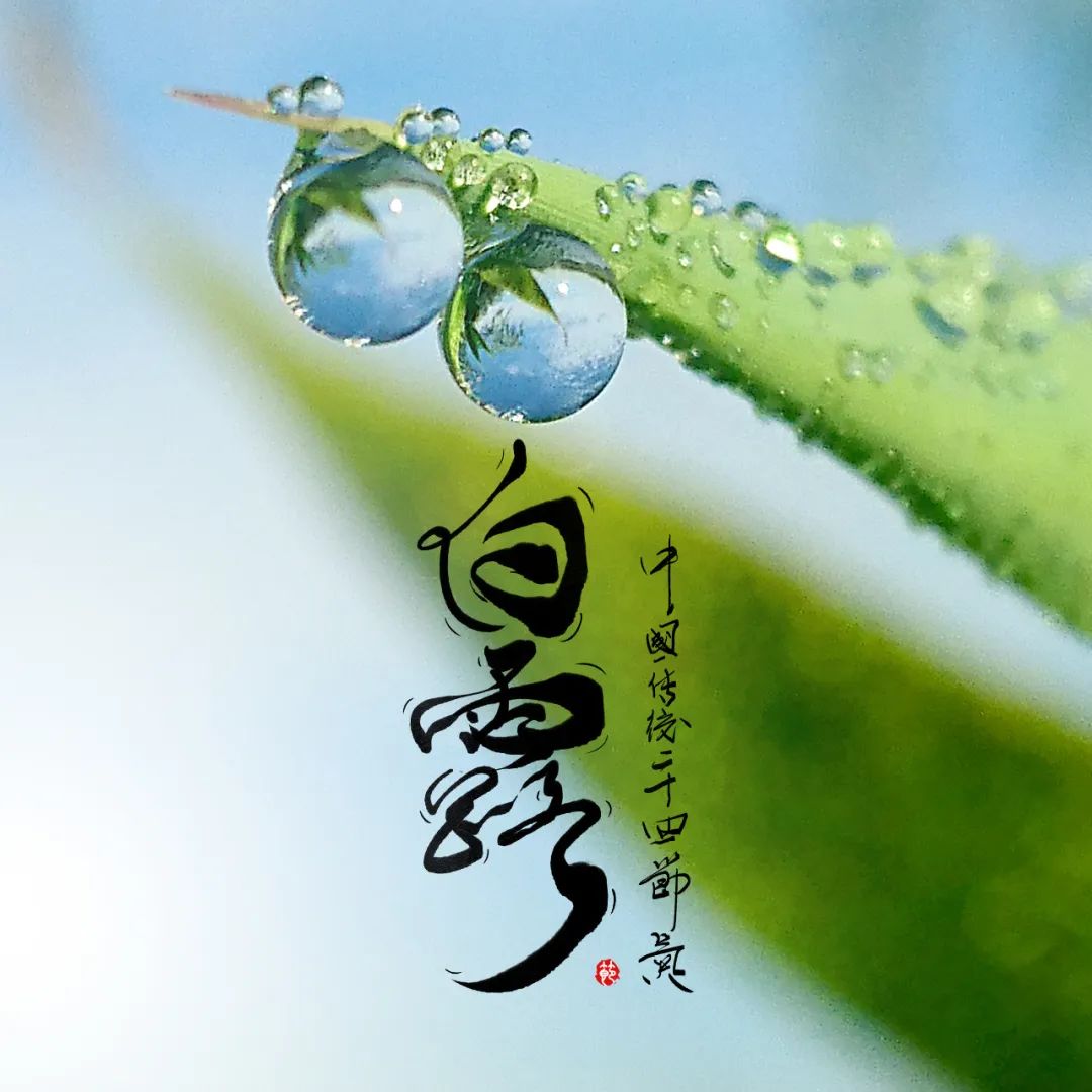 今日白露|露從今夜白，涼自此時(shí)生