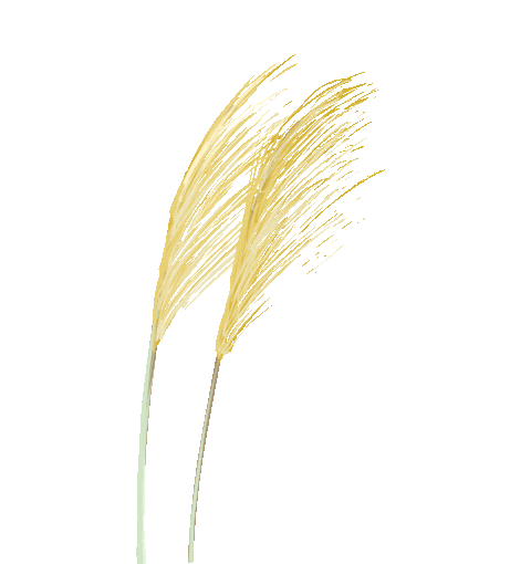 今日白露  | 清風(fēng)白露，愿歲月無憂