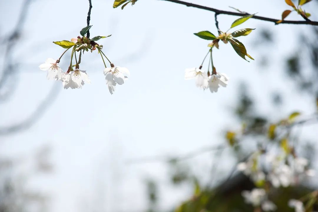 今日立春 | 迎接一場(chǎng)春日的浪漫 今日立春 | 迎接一場(chǎng)春日的浪漫